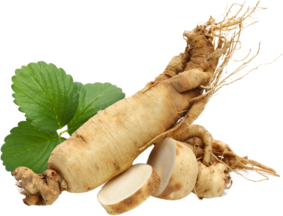 Koreanischer Ginseng